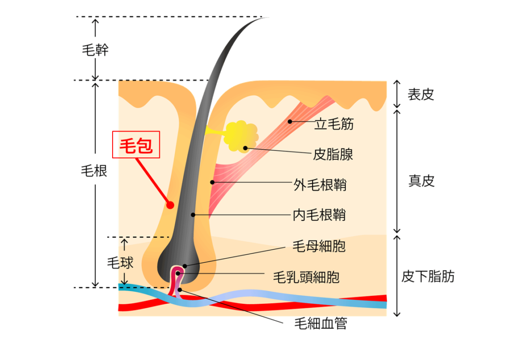 髪の毛の構造