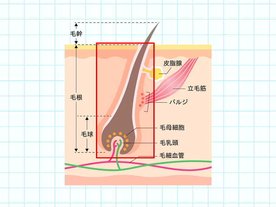 毛根とは?