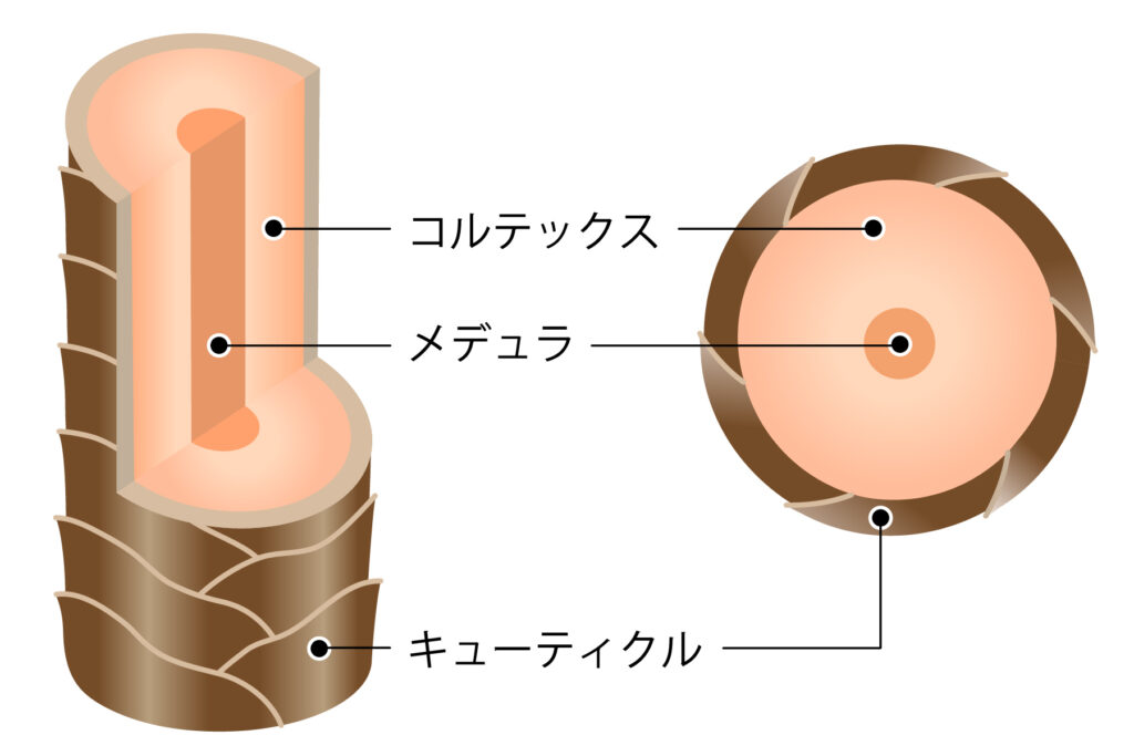 毛幹の構造