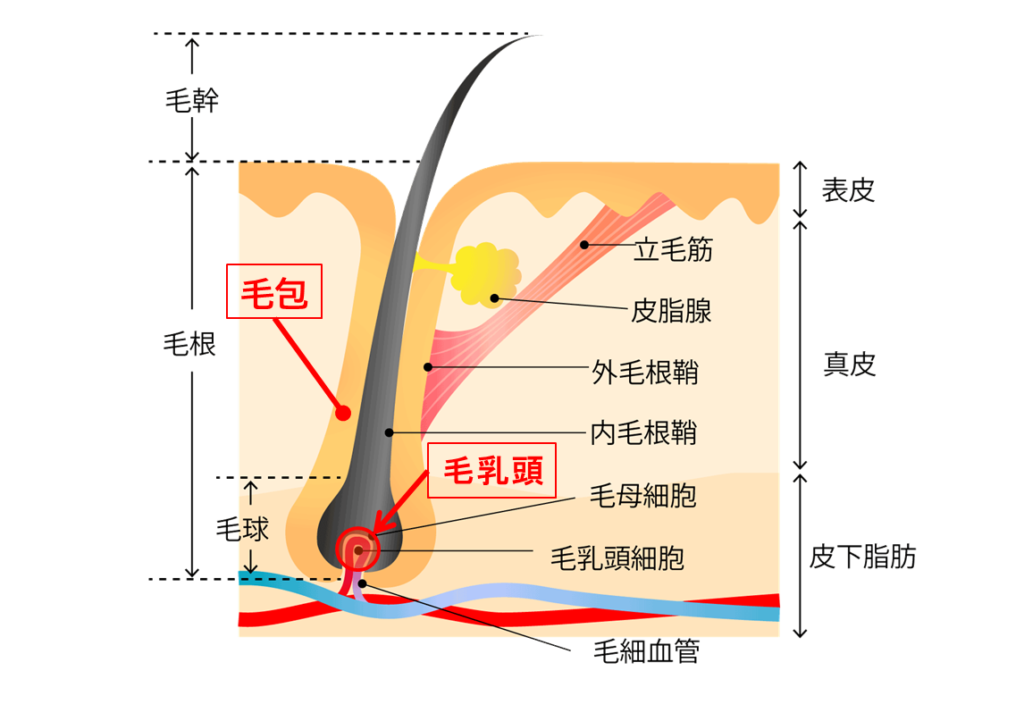 毛乳頭イメージ